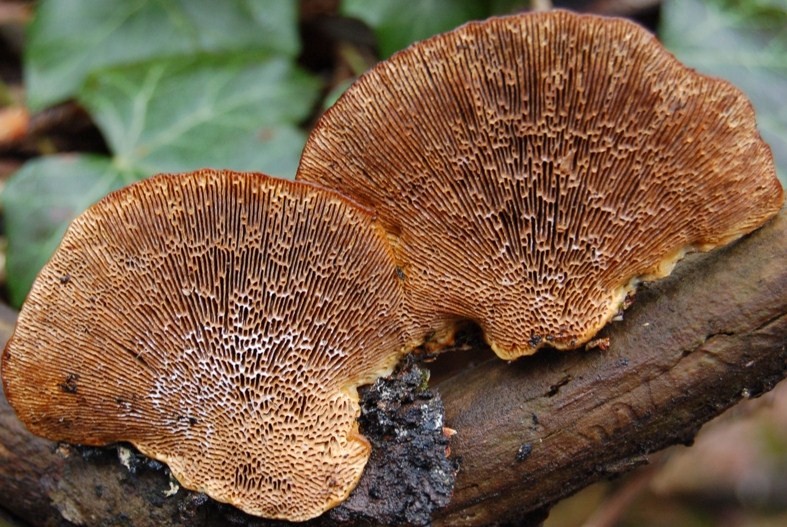 Funghi del 14 gennaio.